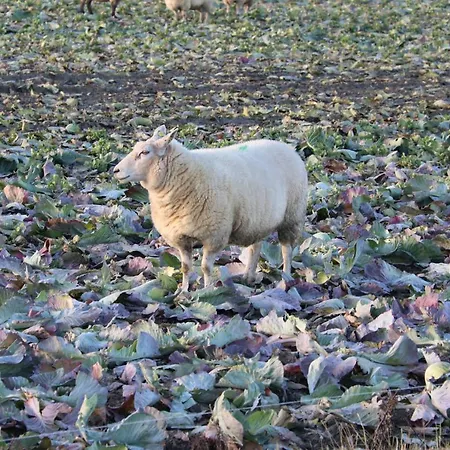 Bed and breakfast Nordwind