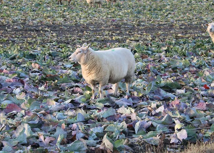 Frühstückspension Nordwind